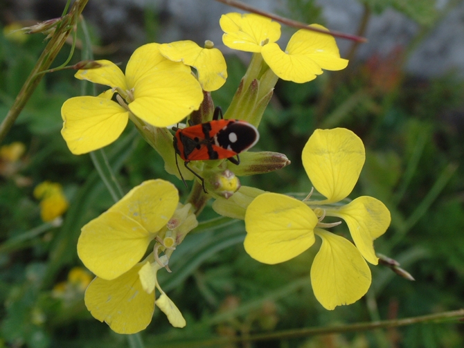 Erysimum majellense